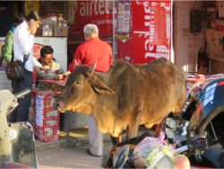 In line at the market